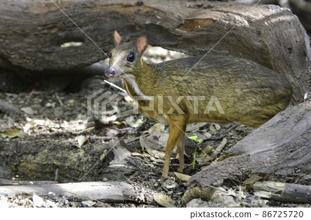 Chevrotain, a small and cute deer companion found in jungle forests in Southeast Asia such as Thailand and Malaysia 86725720