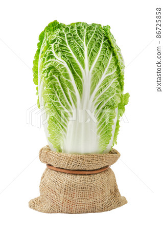 Napa cabbage or chinese cabbage in sack bag isolated on white background. Napa cabbage or chinese cabbage in sack bag isolated on white background. 86725858
