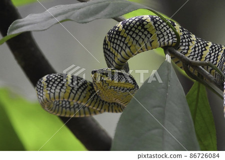 Beautifully colored hub snakes that live in the jungles of Southeast Asia such as Malaysia and Thailand 86726084