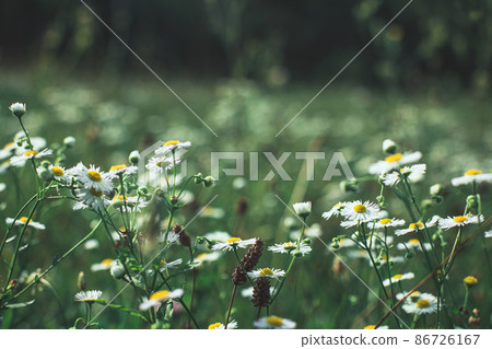 Beautiful blooming Summer meadow with chamomile flowers Beautiful blooming Summer meadow with chamomile flowers 86726167