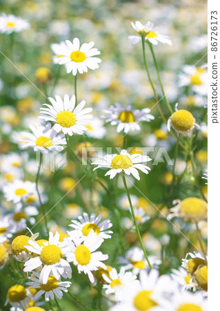 Beautiful blooming medical roman Chamomile flowers Field  86726173