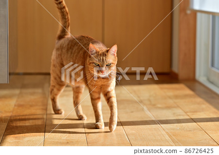 Life with cats 6 86726425