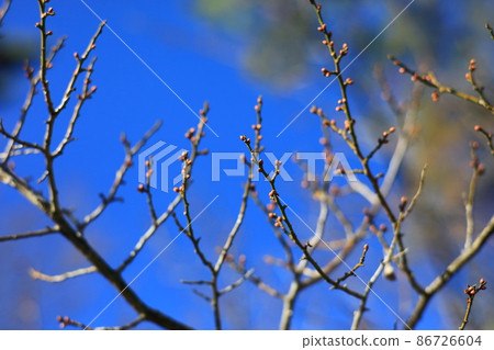 Winter buds that have begun to swell 86726604