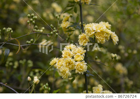 close-up Lady Banks rose, just Banks rose or Rosa banksiae, small light yellow inflorescences of roses and buds, April, spring 86726724