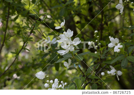 Pearlbush 'The Bride' Exochorda x macrantha in park the so-called pearl white flowers on a green background 86726725