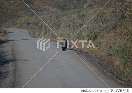 Summer trip to Alaska, USA 86726748