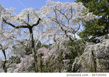 Kyoto Gyoen Konoe Residence Site Weeping Cherry Blossoms Kyoto Gyoen Konoe Residence Site Weeping Cherry Blossoms 86726940