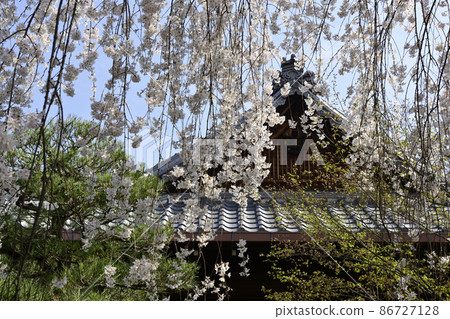 本町寺安德伍德櫻花 本町寺安德伍德櫻花 86727128