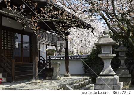 Honmanji Sakura Honmanji Sakura 86727267