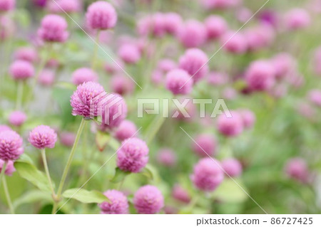 Pinkish thousands of mushrooms 86727425