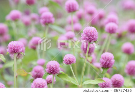 Pinkish thousands of mushrooms 86727426