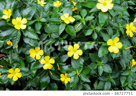 Yellow flowers on brush. Yellow flowers on brush. 86727751