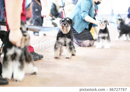 Gray-white schnauzer in a stand during a comparison of dogs in the ring at a dog show 86727787