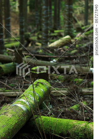 Cut down trees Cut down trees 86727840