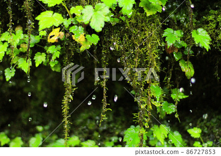 從樹林裡的樹上滴下的水 從樹林裡的樹上滴下的水 86727853