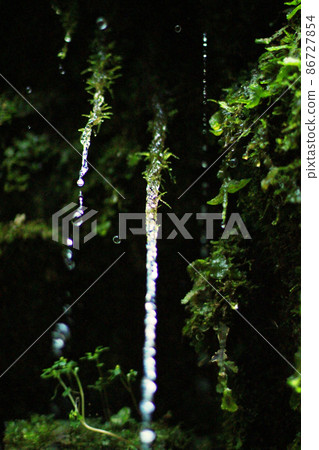 從樹林裡的樹上滴下的水 86727854