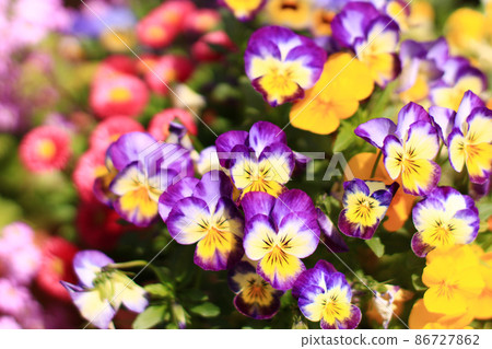 Pictures of colorful flower beds 86727862