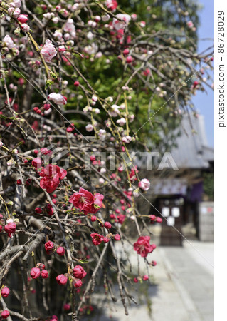 Zuishizan Kanga Genpei Weeping peach (flower peach) Zuishizan Kanga Genpei Weeping peach (flower peach) 86728029