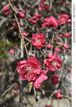 安靜的Woan Genpei垂枝桃（Hana Peach） 86728037