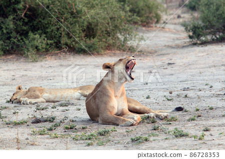 yawning lioness with open mouth, lies in the African savannah 86728353