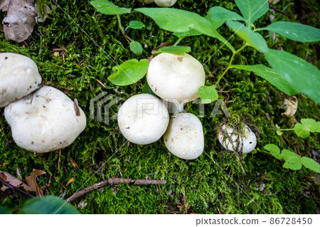 Mushroom closeup view in a forest Mushroom closeup view in a forest 86728450