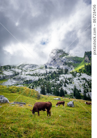 Cows in a mountain field. La Clusaz, France 86728456