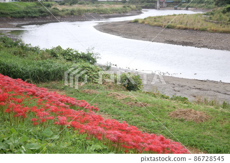 簇狀孤挺花開花的河原 86728545
