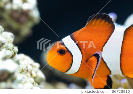 Clownfish and sea anemone symbiosis 86728910