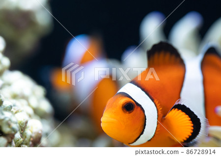 Clownfish and sea anemone symbiosis 86728914