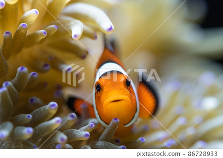 小丑魚和海葵共生 小丑魚和海葵共生 86728933
