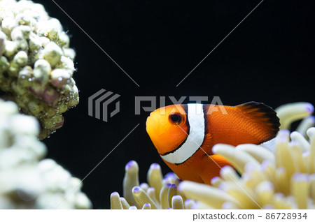 小丑魚和海葵共生 小丑魚和海葵共生 86728934