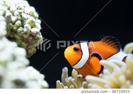 Clownfish and sea anemone symbiosis Clownfish and sea anemone symbiosis 86728935