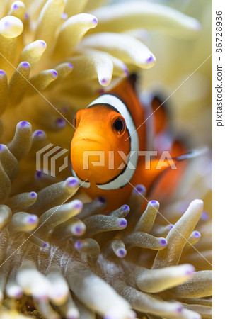 Clownfish and sea anemone symbiosis Clownfish and sea anemone symbiosis 86728936