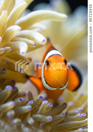 Clownfish and sea anemone symbiosis Clownfish and sea anemone symbiosis 86728938