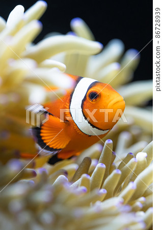 小丑魚和海葵共生 小丑魚和海葵共生 86728939
