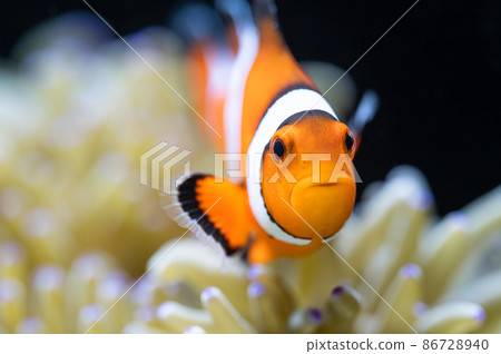 Clownfish and sea anemone symbiosis 86728940