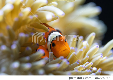 小丑魚和海葵共生 小丑魚和海葵共生 86728942