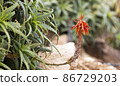 Aloe succulent plant red flower. Desert flora, arid climate natural botanical close up background. Vivid juicy bloom of Aloe Vera 86729203