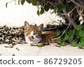 Small Stray Orange Cat on the nature background. Pet on the street 86729205