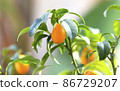 Kumquat Fruit on the branch tree, Fruit Citrus Orchard, Nature Background, 86729207
