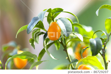Kumquat Fruit on the branch tree, Fruit Citrus Orchard, Nature Background, 86729207