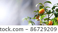 Kumquat Fruit on the branch tree, Fruit Citrus Orchard, Nature Background, Banner 86729209