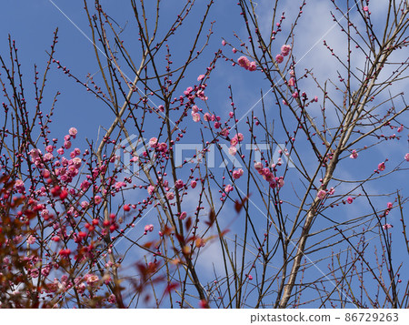 淡紅色的梅花 86729263