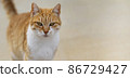 Closeup portrait of orange cat on light background, banner 86729427