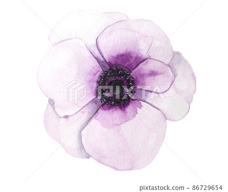 Pink watercolor anemone flower illustration isolated on white background Pink watercolor anemone flower illustration isolated on white background 86729654