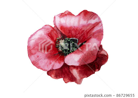 Watercolor red poppy flower head illustration on white background 86729655