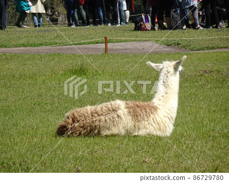 [Peru] Back view of Llama relaxing on the lawn of Machu Picchu ruins 86729780