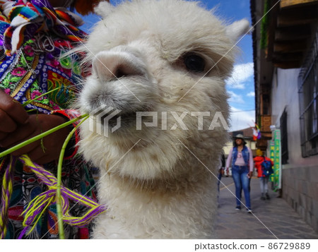 [秘魯] 吃草的白羊駝小孩臉部特寫（庫斯科） 86729889