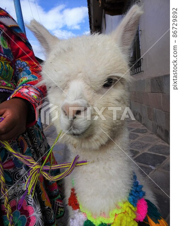 [秘魯] 吃草的白羊駝小孩臉部特寫（庫斯科） 86729892