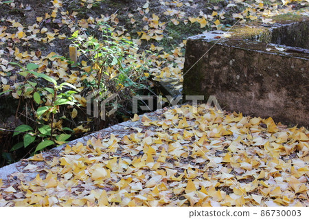 Autumn ginkgo Autumn ginkgo 86730003